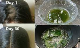 Curry Leaves for Hair Care 